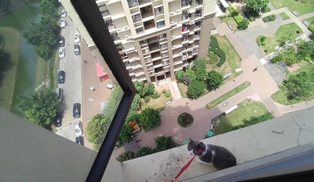 养猫能不能封窗…这么可爱的猫咪啊