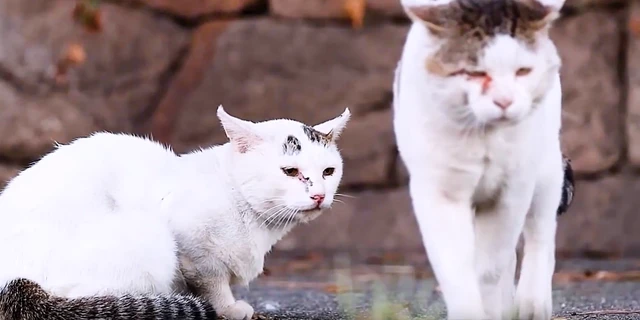 流浪猫的世界太残酷，白猫教训黑猫，转眼就被猫王暴打了一顿！