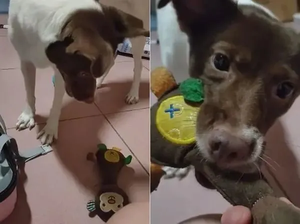 饲主整理行李，狗狗叼心爱小猴进箱，重复6次超坚持