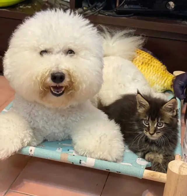 比熊犬喜欢去猫砂盆上厕所，网友笑喷：这是“熊猫”？