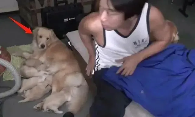 金毛生了一窝奶狗，主人却没地方睡了，狗爸行为很暖心啊