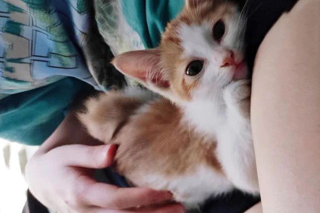 小流浪猫为求收养，不顾安危当街拦车，它在用生命赌你的善良