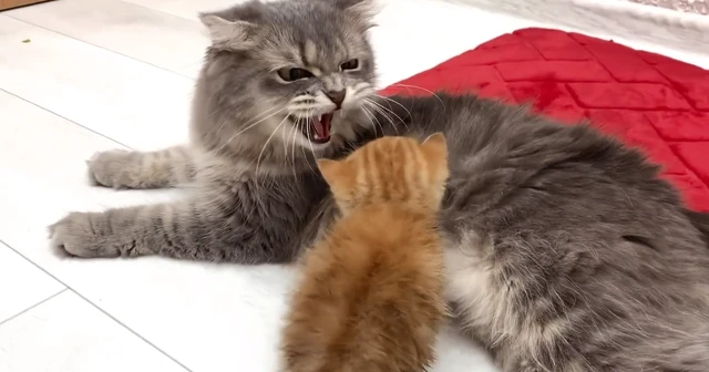 可怜的小猫被猫妈妈一家排斥，看到它惊慌失措的表情，主人好心疼