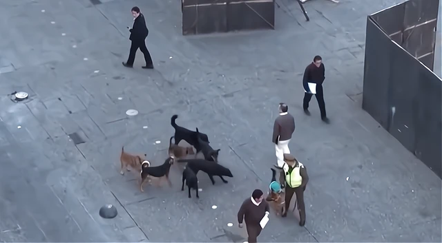 一条警犬被八条流浪狗挑衅，不打没骨气，打输了没面子，怎么办？