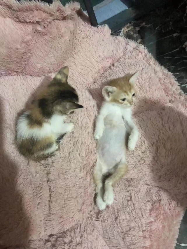 深圳可爱小奶猫葛优躺领养。
