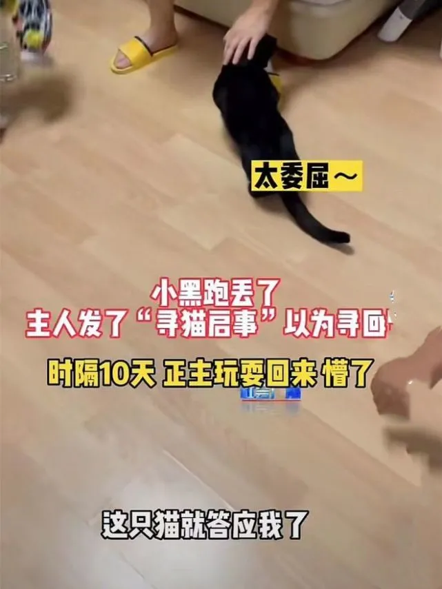 黑猫走丢后找到了，10天后来了只一样的，女子疑惑：复制粘贴的？