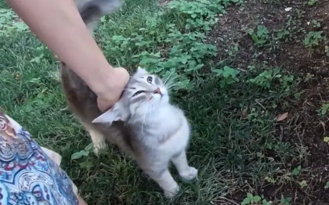 女子给流浪猫母子投食，旁边的野猫虎视眈眈，猫妈妈立马冲了上去
