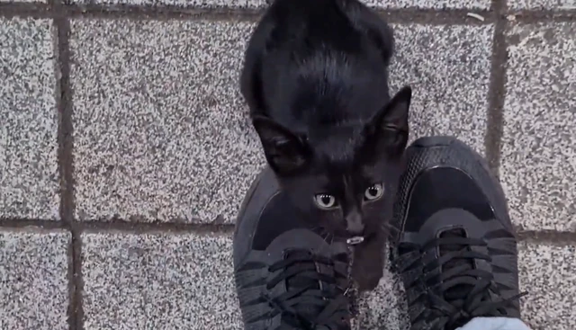 小哥摸了一下流浪猫就被它赖上了，不光要给它买吃的，还得带回家