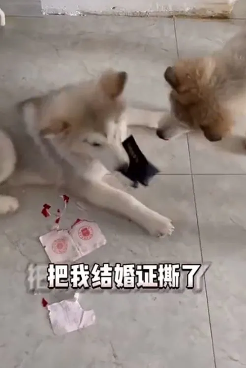 小两口开车8小时领结婚证，不到10分钟被狗咬碎：不同意这门亲事