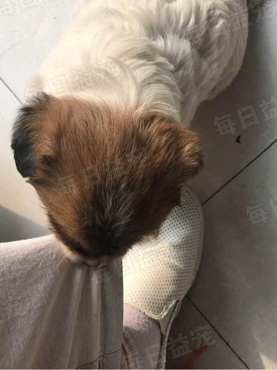 捡回一只流浪狗，害怕再次被抛弃，总咬着主人裤腿不肯放