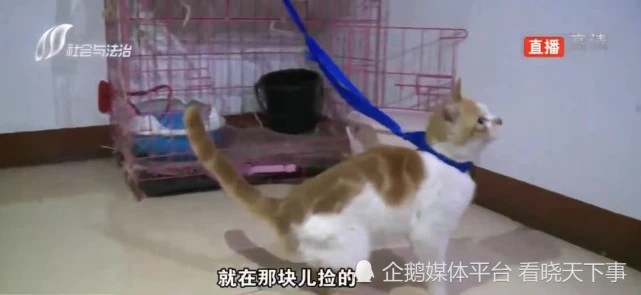 4岁孩子在楼下玩耍时被一只栓着的猫抓伤 饲养人：流浪猫，跟我们没关系