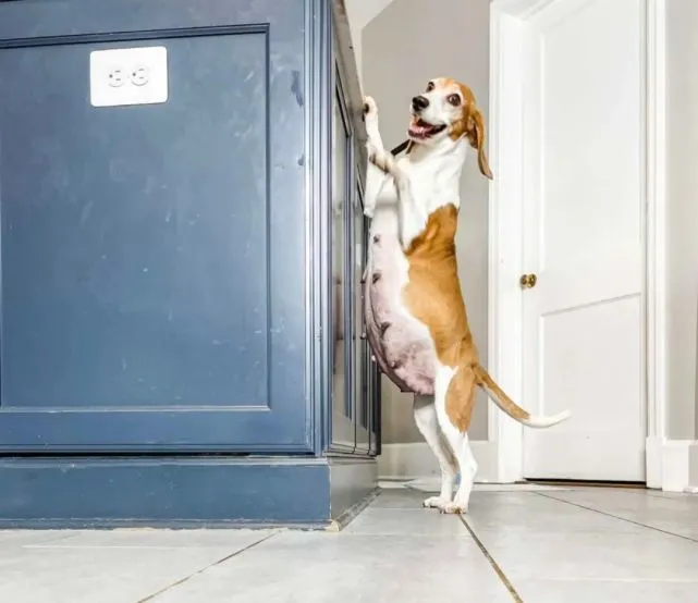 被救出的繁殖犬，拍孕妇照时笑得特别开心：这是最后一次！