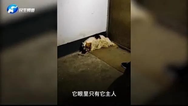 泪目！忠犬守在去世主人家门2年后离世……