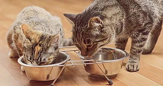 猫咪拉肚子，到底是哪里出了问题？