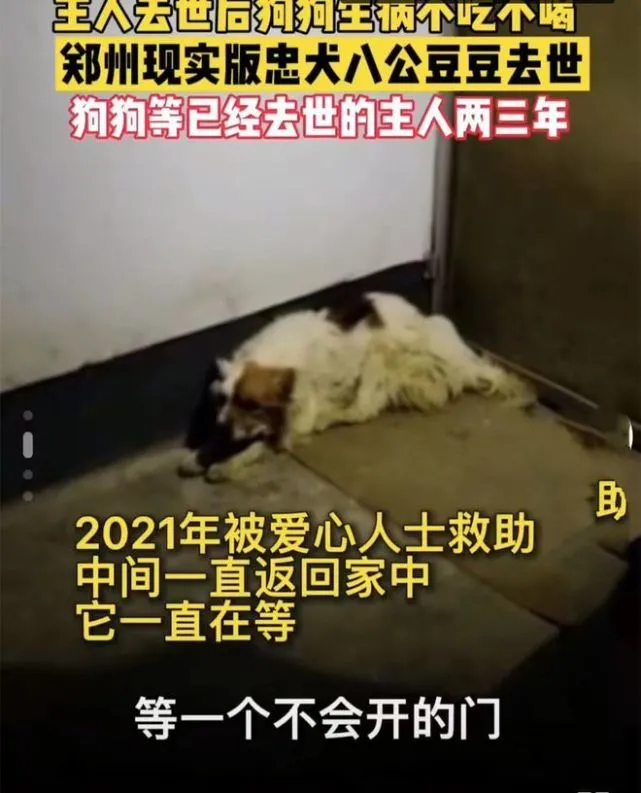 老人去世后狗狗不吃不喝，守在门口2年后离世：等一扇不会开的门