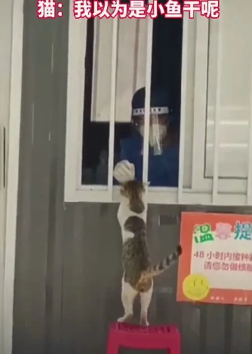 猫咪在核酸检测窗口探头，医护人员顿时来了兴趣：哪里来的小可爱