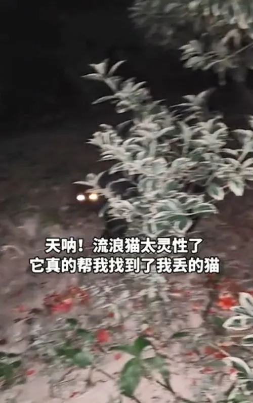 养的黑猫偷跑出门，流浪猫帮忙找回，太有灵性被女子“绑”回家