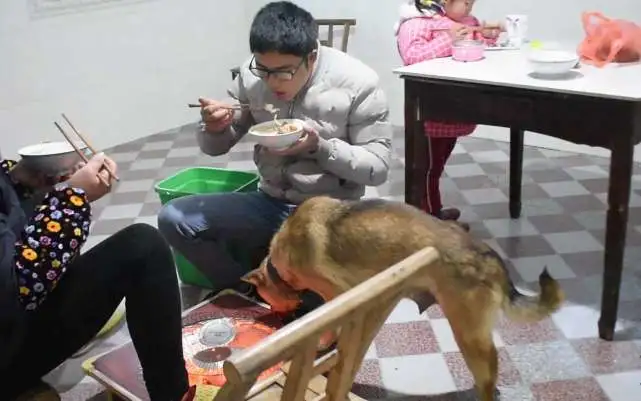 土狗对主人的忠诚度最高，它们的等级意识最强，土狗最懂尊卑有序