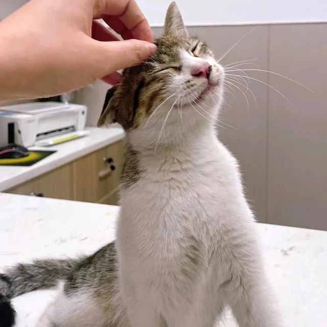 流浪猫为求收养爬到7楼，看到宠物猫后满眼失望，原来你有猫了