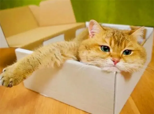 新型“寄生猫”的现状：离开了铲屎官，就无法生存