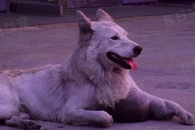 主人破产跑路，将昔日爱犬抛弃，可怜它拖着硕大肿瘤默默等待