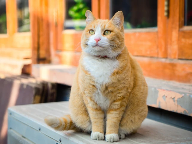 养“大橘猫”的8大坏处，看完你还敢养吗？
