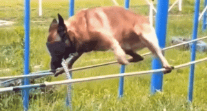 一群狗子考警犬结果惨遭落选，原来小狗考编也这么难