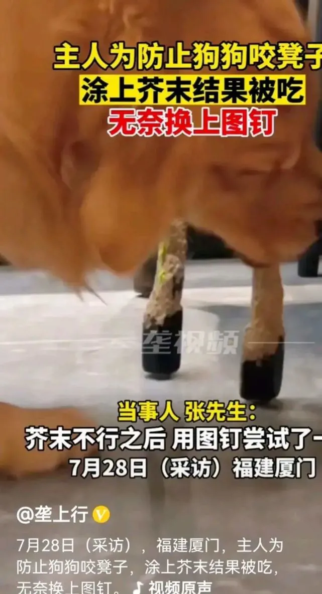 狗狗喜欢啃桌腿，主人又是抹芥末，又是粘图钉，网友：不懂狗的心