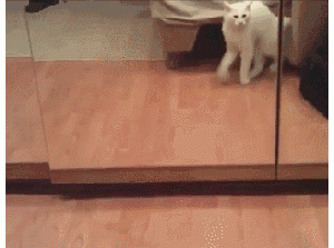 你家猫为啥喜欢照镜子？那不是在臭美，是笨猫把镜像当劲敌了！