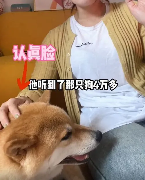 1100元柴犬与4万元柴犬相遇后，回家情绪就不对：这是自闭了吗？