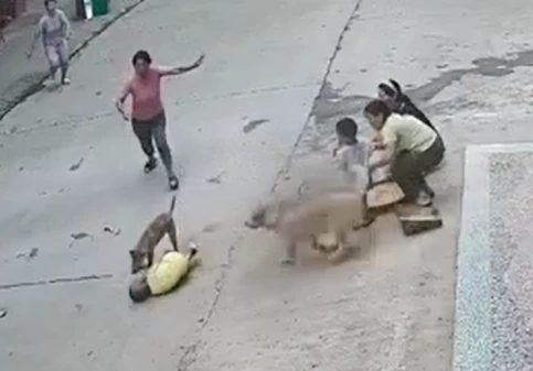 3岁小孩遭恶犬扑咬，家中狗狗飞奔“挺身而出”…