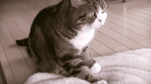 小猫咪踩奶就算了，为何已断奶的大猫咪也还会踩奶？