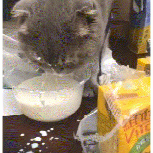 猫咪可以吃的食物，“谨记7种”，营养均衡