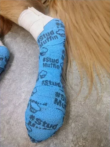 金毛散步一公里，脚丫肉垫竟变成“粉肉色”，它还艰难地坚持跟紧主人！