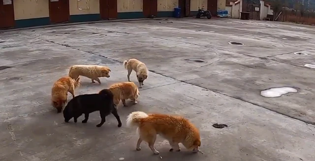 夫妻自驾游途中遇到成群流浪狗，一包狗粮被一抢而光