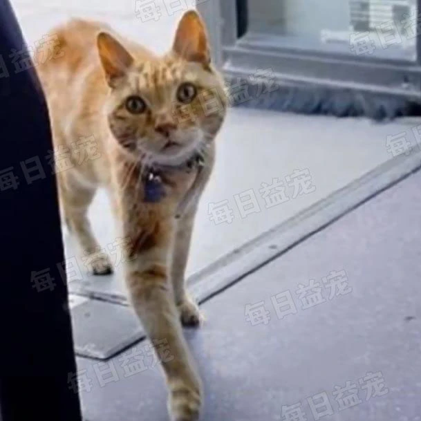 橘猫每天独自坐公交，连续5年风雨无阻，背后故事让人感动