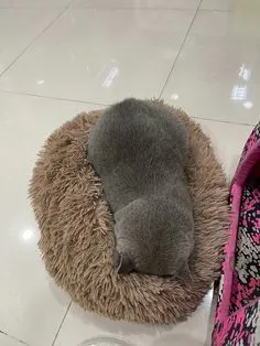 我的喵喵怎么感觉怪怪的？请给予更多关注，也许它是在疼！