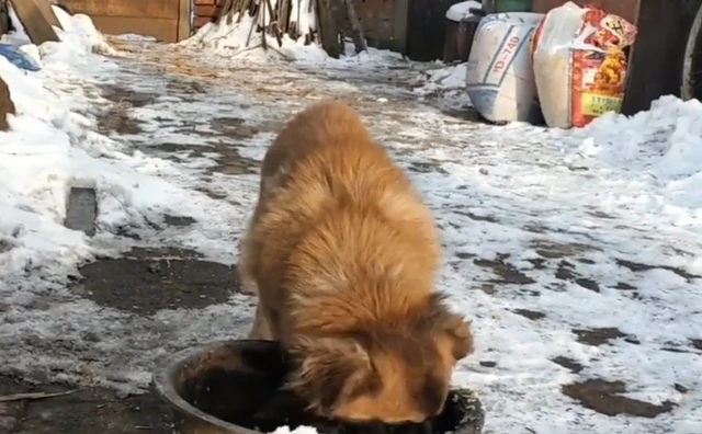 狗主人一家搬到城里把狗狗留在老家，狗狗忠心护院却被冻成冰雕！
