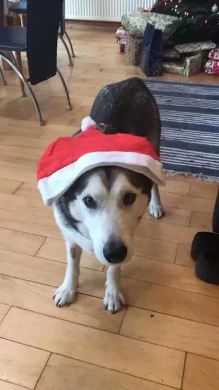 二哈送到犬舍寄养了3天，铲屎官去接它回家的时候，却变成了包裹！