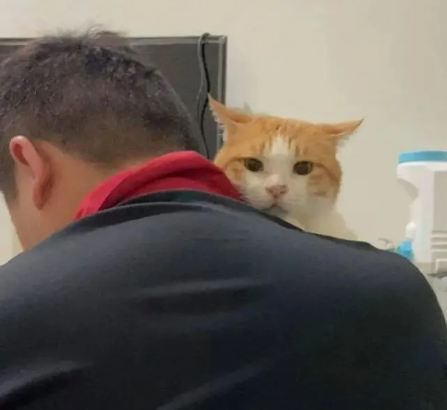妹纸哭求怕猫男友收养命危橘猫，结果发现半年后“引狼入室”