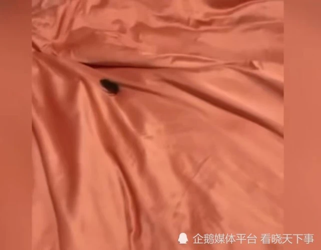 女子凌晨被蚊子咬醒 却发现家里的小猫竟然把老鼠扔到了床上