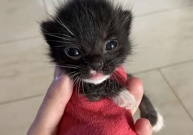 送来寄养的流浪猫，和家里的哈士奇形影不离，主人：这猫没法退啦