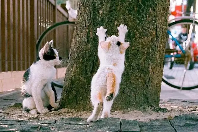既然猫咪很喜欢你，为什么不愿意让你摸“脚脚”？