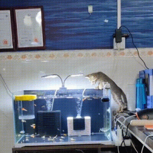 小流浪猫掉进河里岌岌可危，好心小哥出手相助，却被喵星人赖上