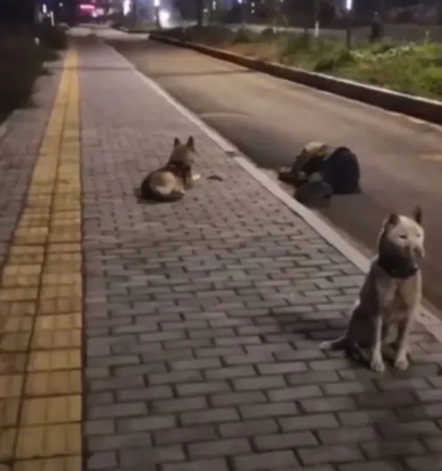 主人醉倒街头，两狗布阵：一只盯手机，一只盯梢…