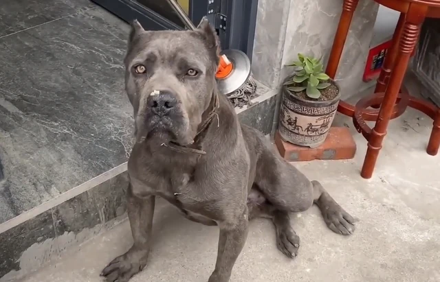 女子给流浪狗喂食却被赖上了，直言不敢养格斗犬，太凶了！