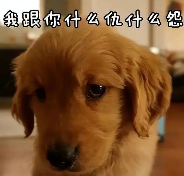 为何养拉布拉多的人远远超过金毛，金毛到底输在哪？