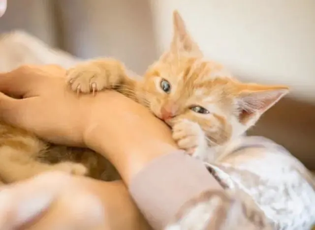 猫咪咬人的真实原因：“玩耍性攻击”