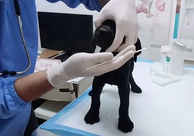 患病小狗被抛弃在垃圾堆，好心人送去医院检查：胃里都是小石子