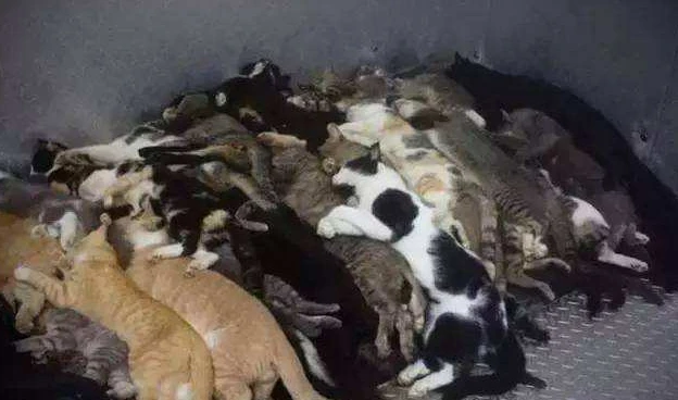 你以为的猫传腹VS实际上的猫传腹